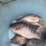 【罗非鱼苗】优质鱼苗、脆肉罗非鱼苗生长速快、产量高