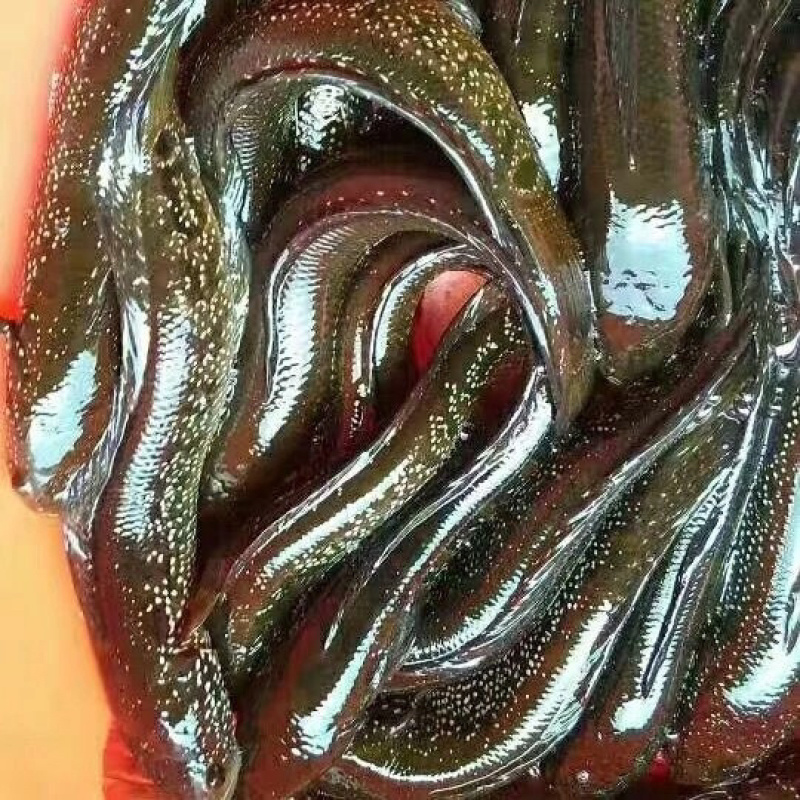 七星鱼苗珍珠赤雷龙章公苗七星活体观赏