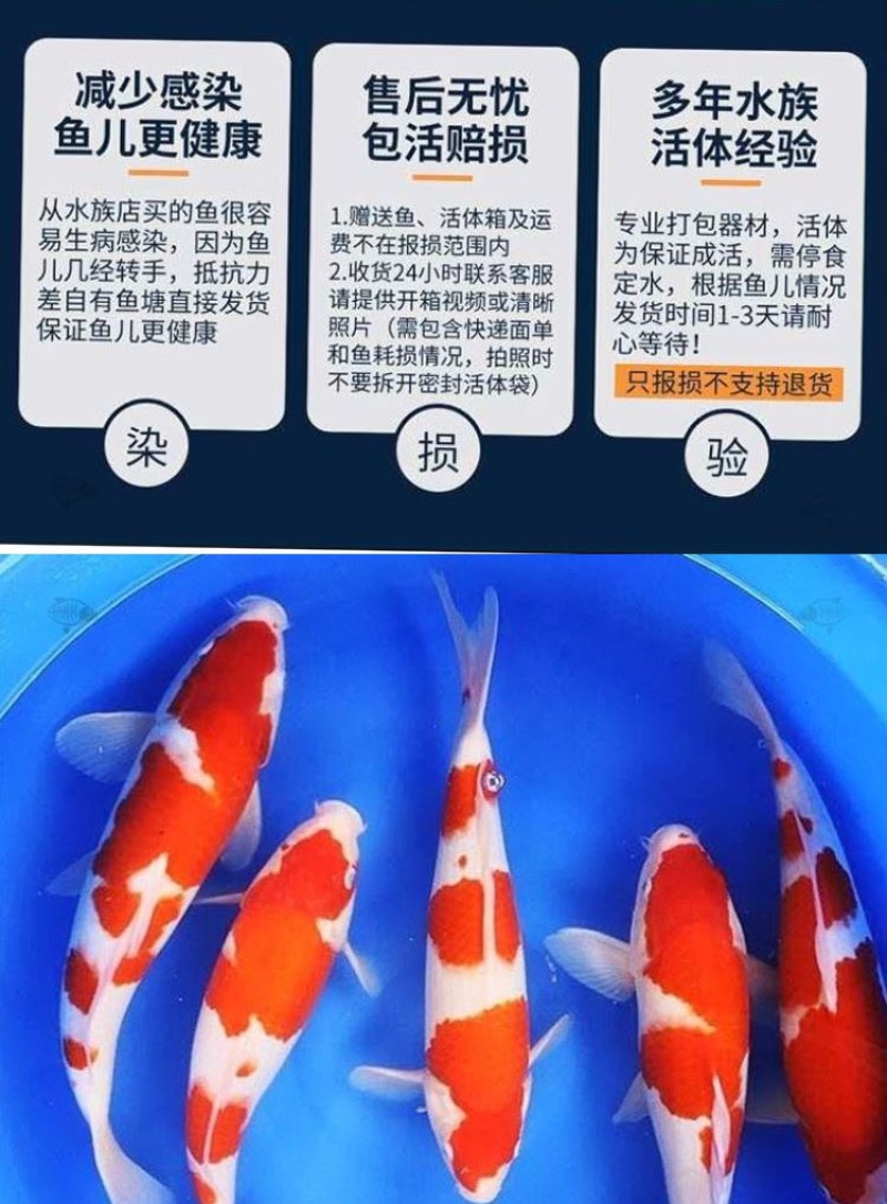 锦鲤鱼苗锦鲤活鱼观赏鱼淡水昭和好养纯种黄金招财大正三红