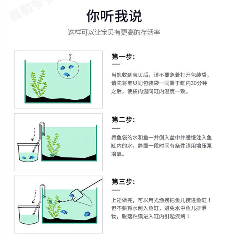 锦鲤鱼苗锦鲤活鱼观赏鱼淡水昭和好养纯种黄金招财大正三红