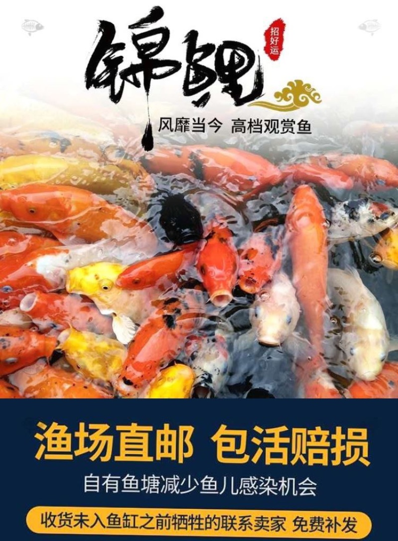 锦鲤鱼苗锦鲤活鱼观赏鱼淡水昭和好养纯种黄金招财大正三红