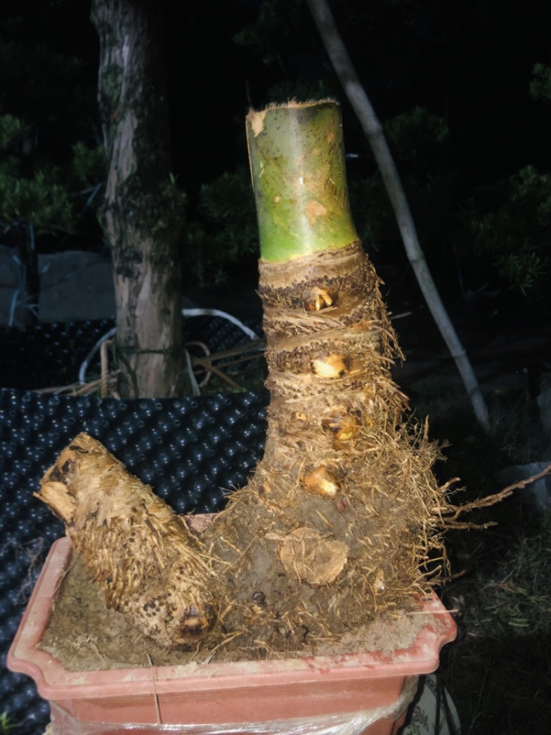 小叶簕竹月亮湾基地直发货欢迎批发利润极高