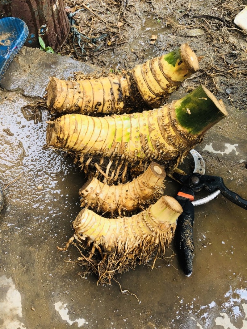 小叶簕竹月亮湾基地直发货欢迎批发利润极高