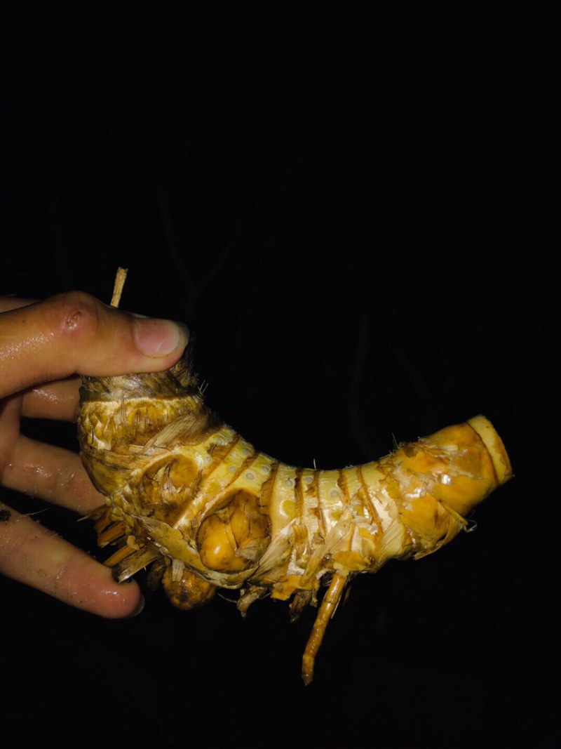 小叶簕竹月亮湾基地直发货欢迎批发利润极高