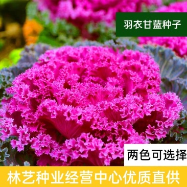 羽衣甘蓝种子观赏食用特菜蔬菜种子叶牡丹花园春秋季阳台盆栽