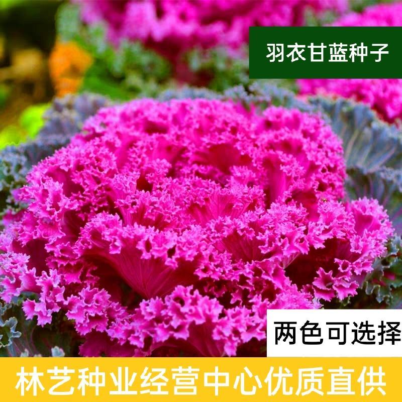 羽衣甘蓝种子观赏食用特菜蔬菜种子叶牡丹花园春秋季阳台盆栽