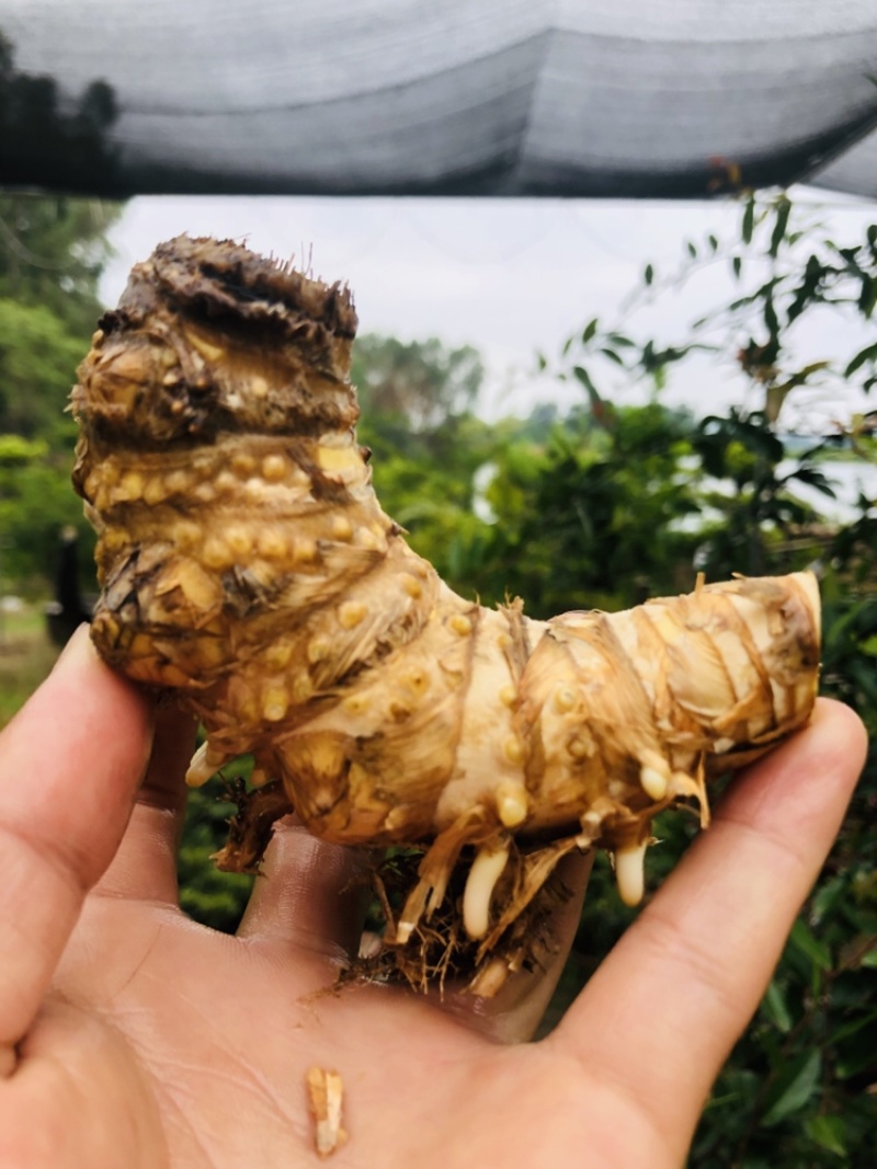 小叶簕竹月亮湾基地直发货欢迎批发利润极高