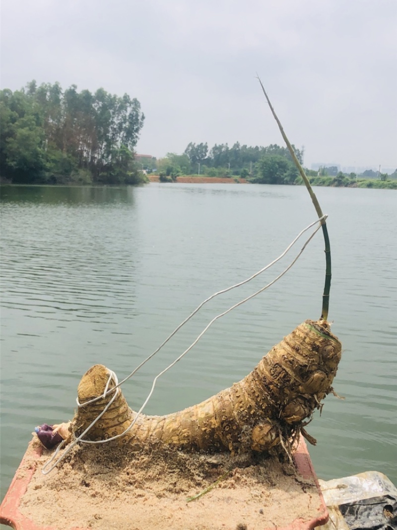 小叶簕竹月亮湾基地直发货欢迎批发利润极高