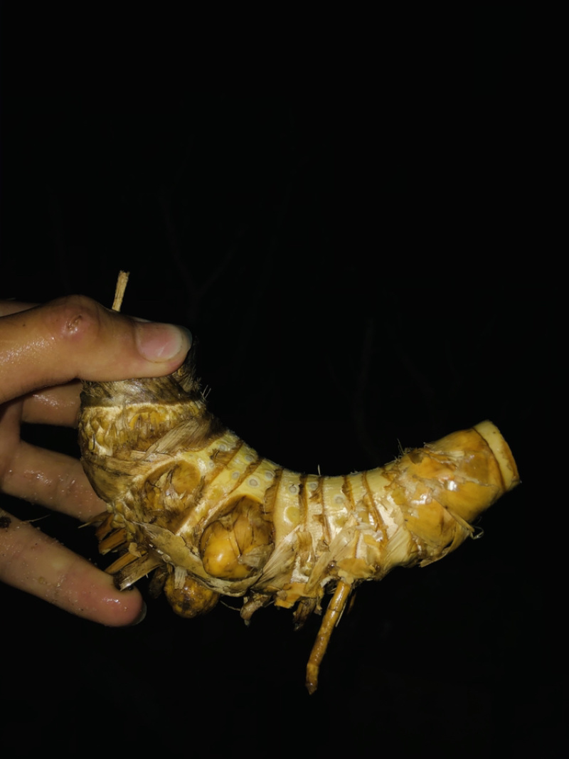 小叶簕竹月亮湾基地直发货欢迎批发利润极高