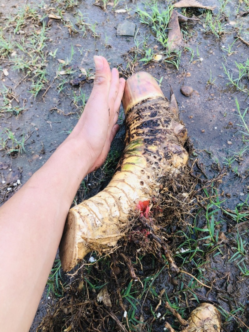 小叶簕竹月亮湾基地直发货欢迎批发利润极高