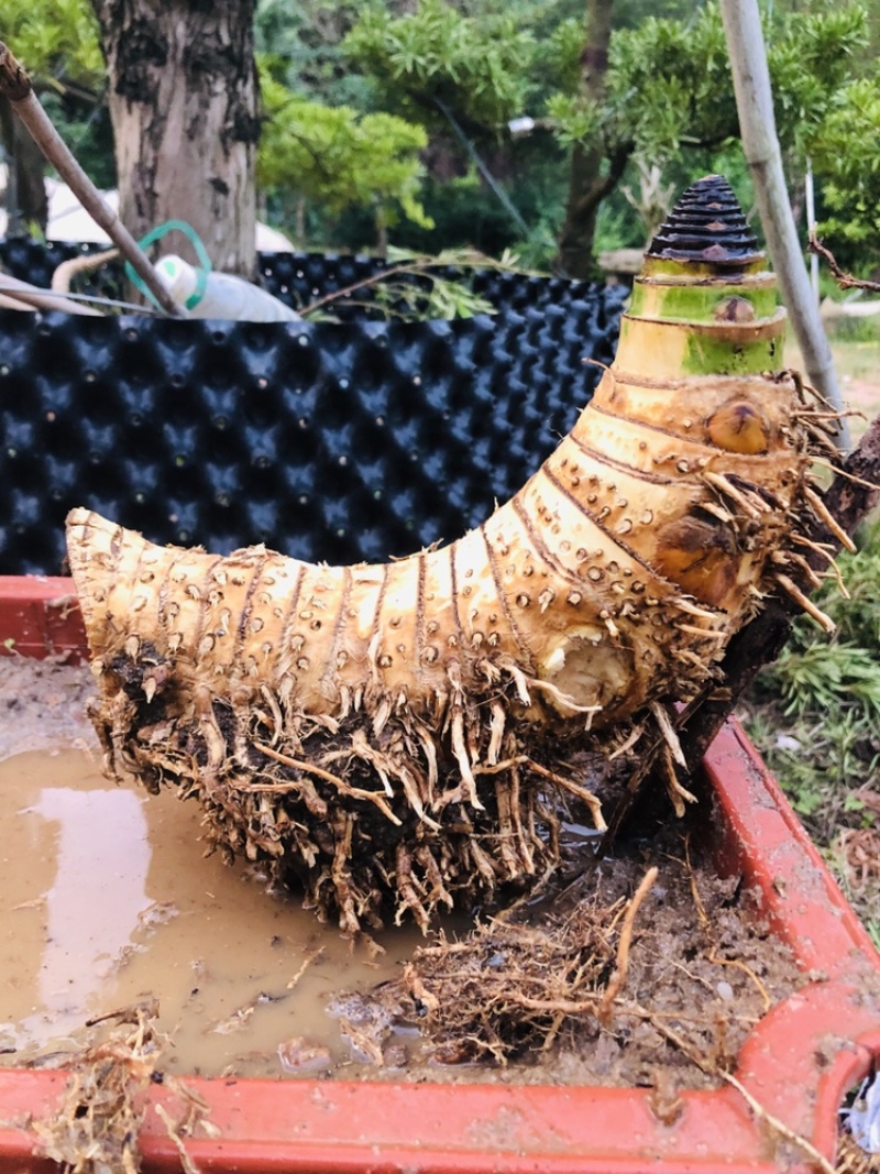 小叶簕竹月亮湾基地直发货欢迎批发利润极高