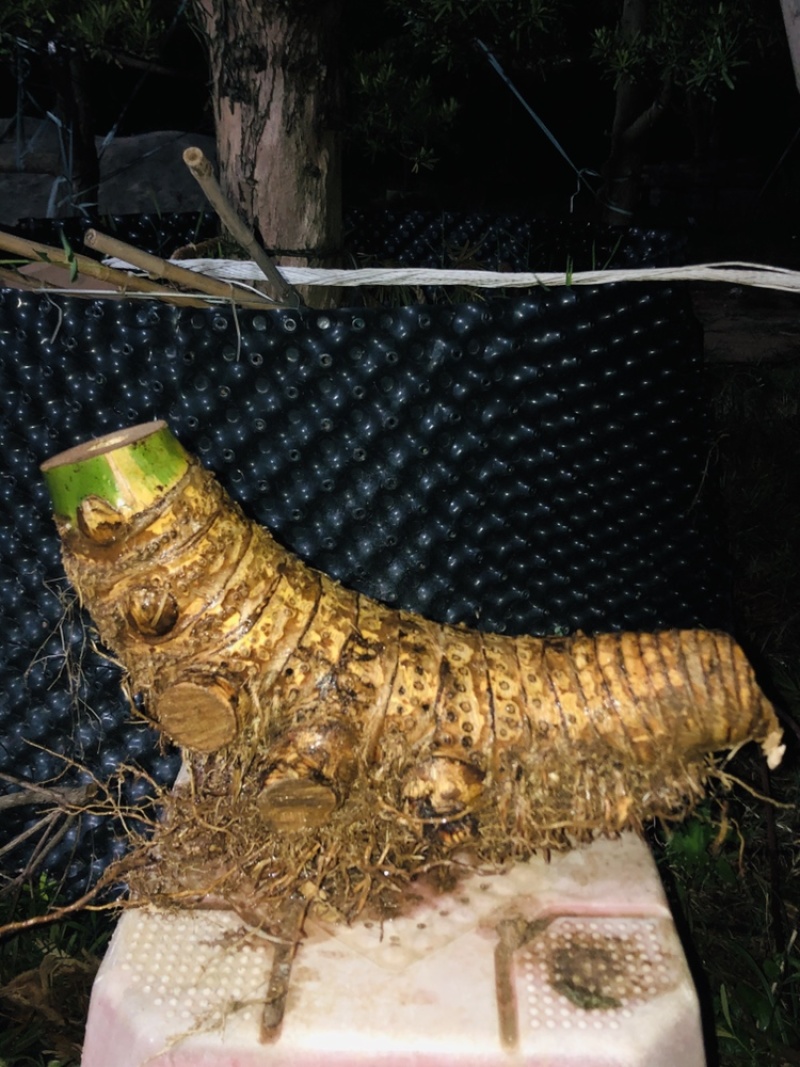小叶簕竹月亮湾基地直发货欢迎批发利润极高