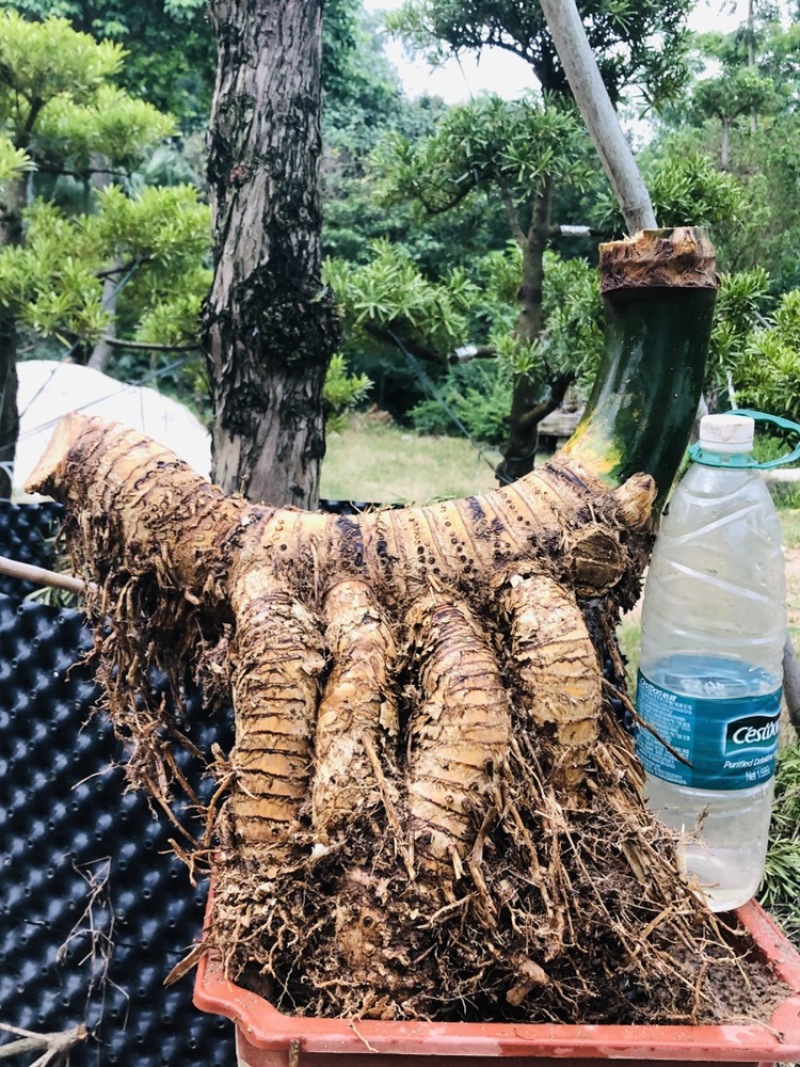 小叶簕竹月亮湾基地直发货欢迎批发利润极高