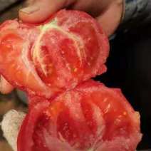 普罗旺斯西红柿头穗果，有想要的