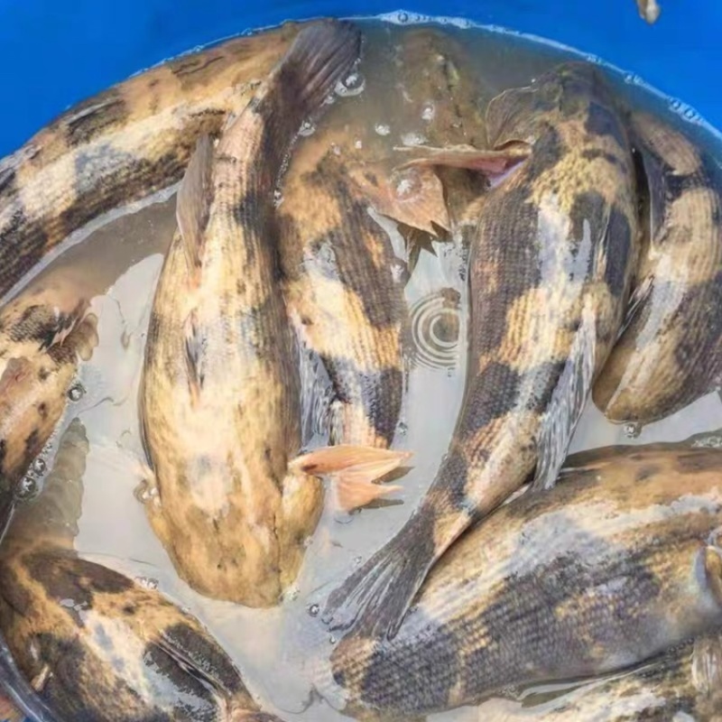 优质笋壳鱼苗淡水养殖鱼苗云斑尖塘鳢鱼苗