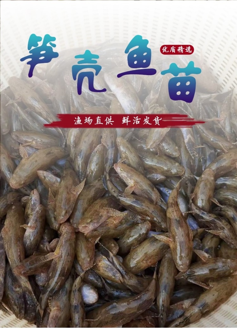 优质笋壳鱼苗淡水养殖鱼苗云斑尖塘鳢鱼苗