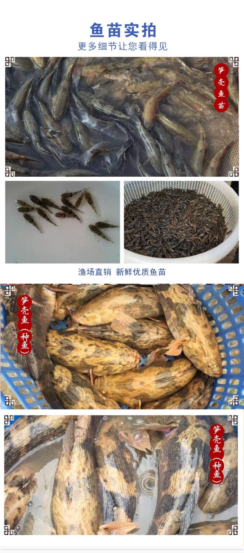 优质笋壳鱼苗淡水养殖鱼苗云斑尖塘鳢鱼苗