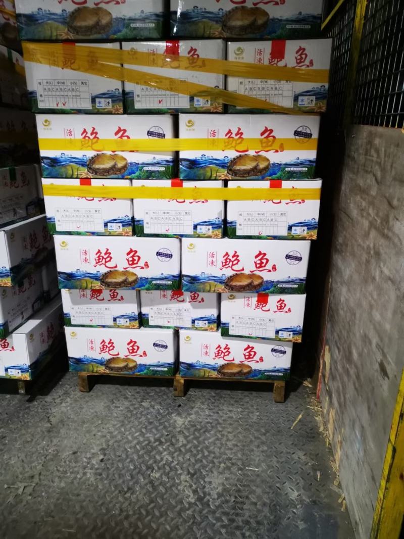 活冻去内脏鲍鱼