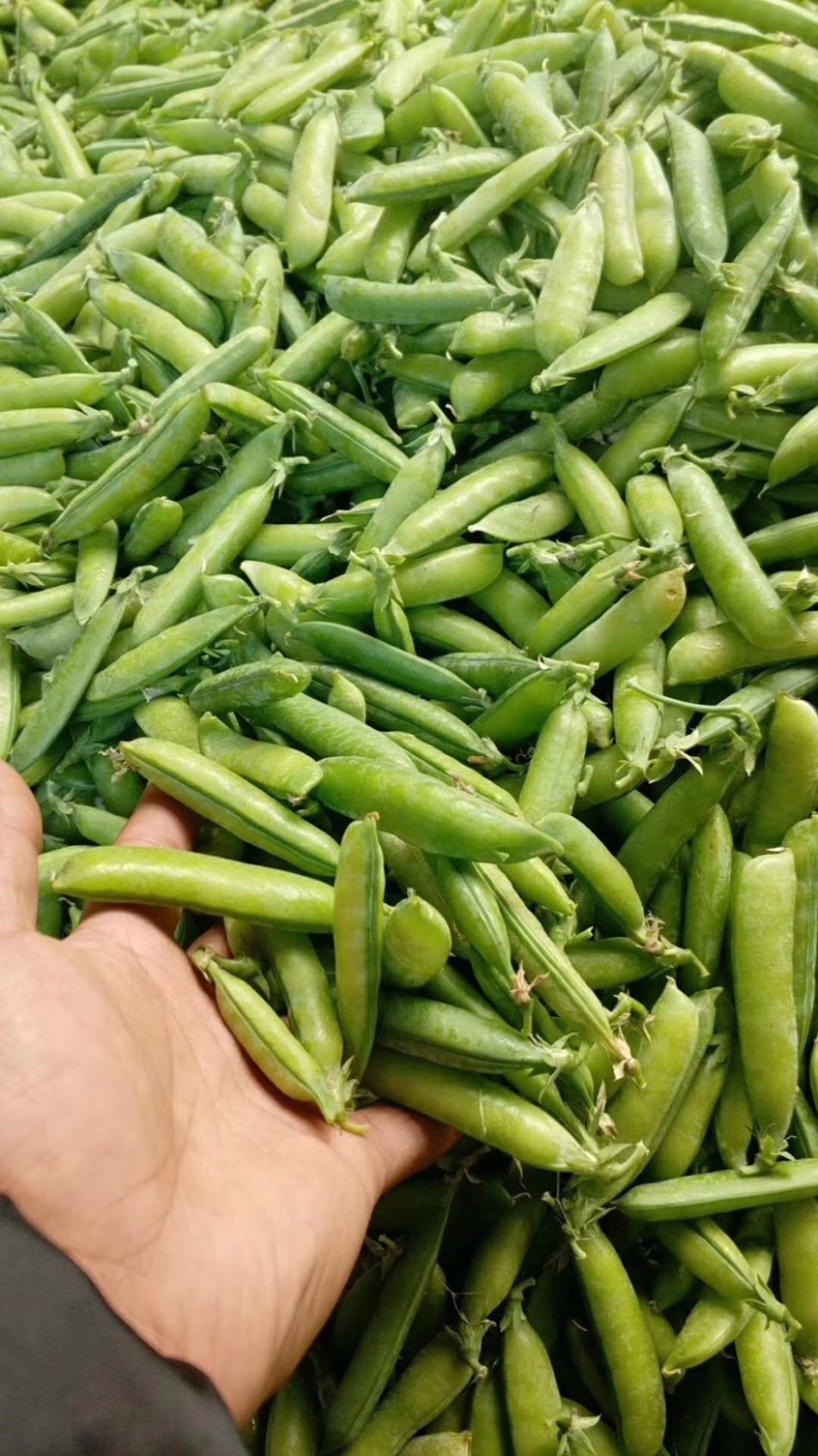 豌豆湖北精品青豌豆一手货源质量保证！欢迎咨询