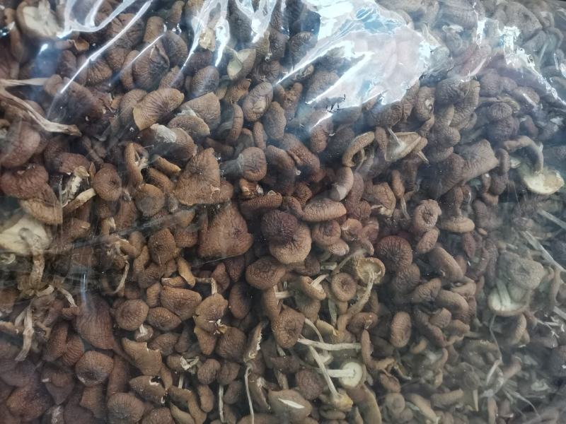 【新货上市】农家特产干货茶树菇自产自销一手货源茶新菇