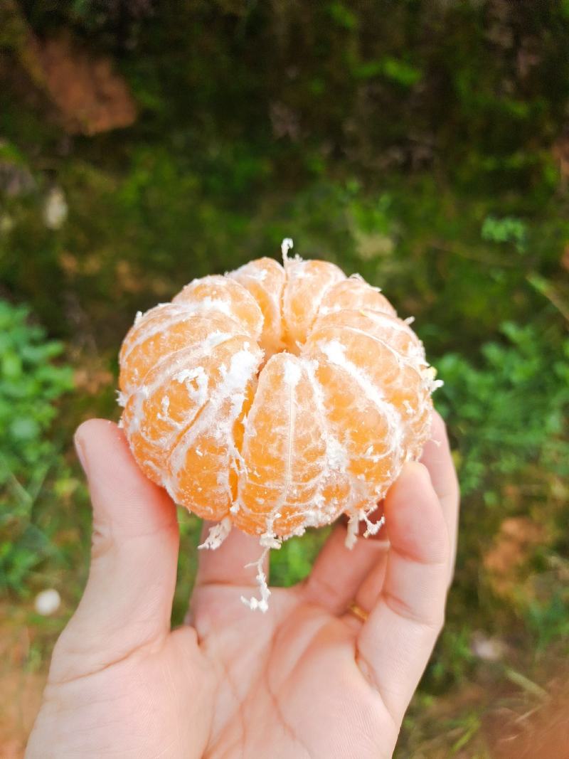 福建永安大丰蜜橘5.52~6cm