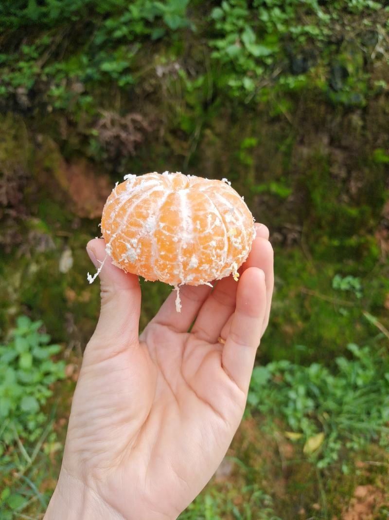 福建永安大丰蜜橘5.52~6cm