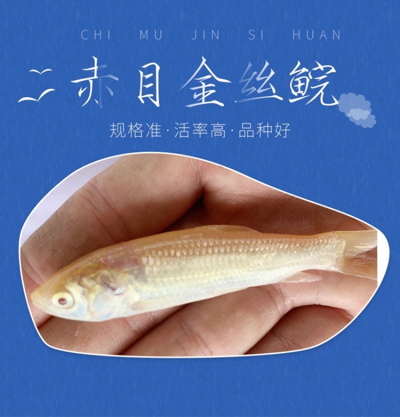 赤目金丝皖鱼苗俄罗斯金丝鲩鱼苗金草鱼苗赤目黄金皖鱼