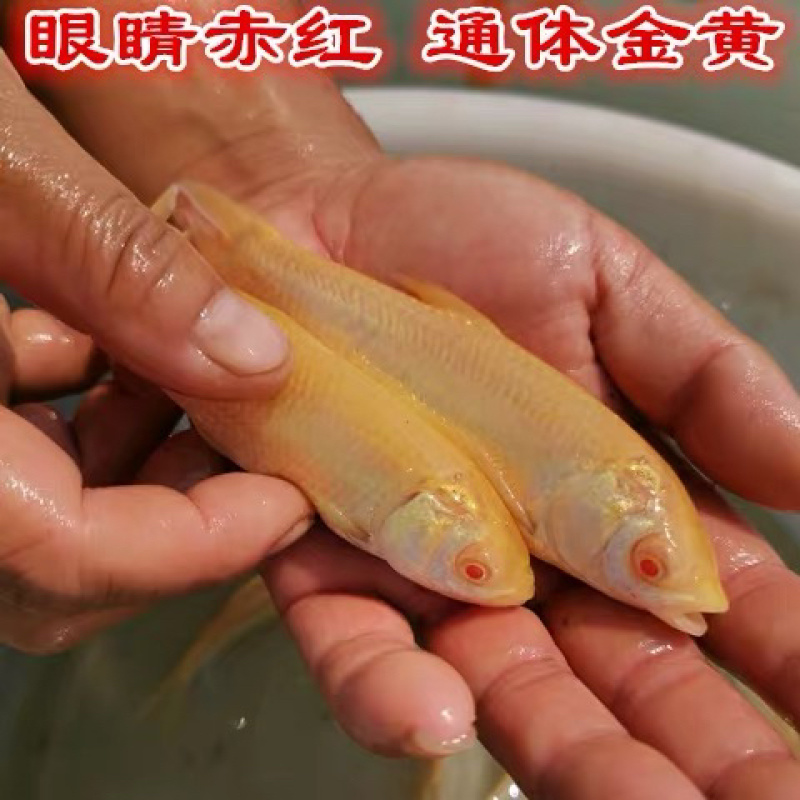 赤目金丝皖鱼苗俄罗斯金丝鲩鱼苗金草鱼苗赤目黄金皖鱼