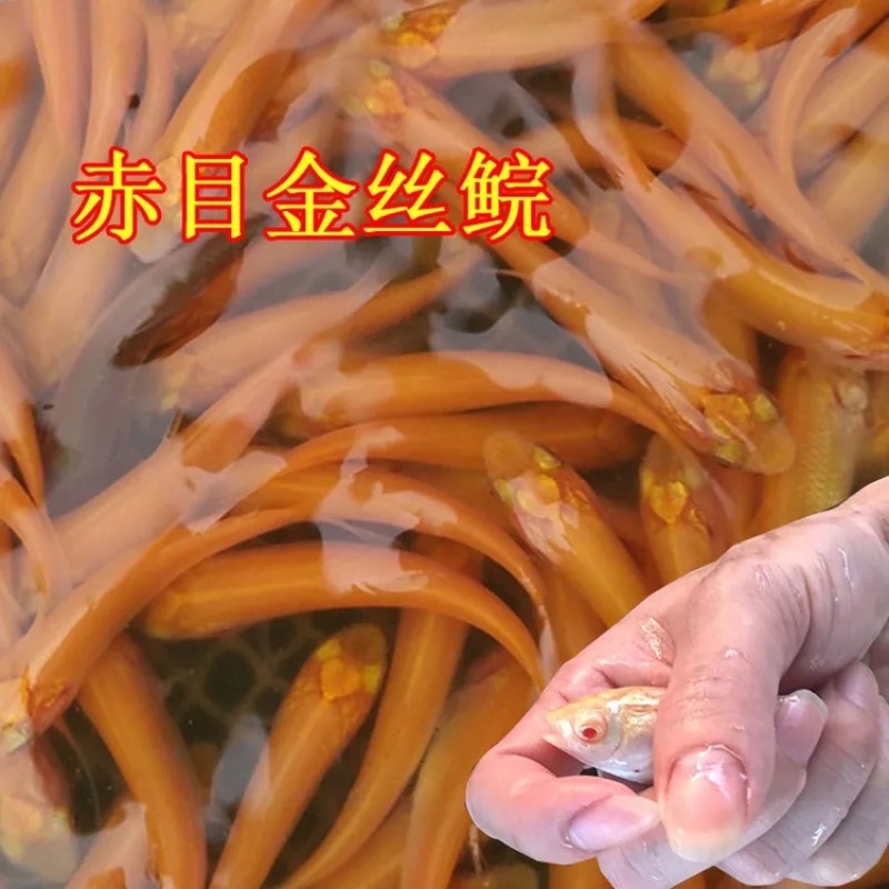 赤目金丝皖鱼苗俄罗斯金丝鲩鱼苗金草鱼苗赤目黄金皖鱼