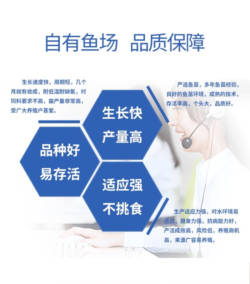 赤目金丝皖鱼苗俄罗斯金丝鲩鱼苗金草鱼苗赤目黄金皖鱼