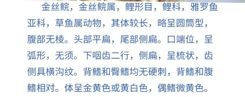 赤目金丝皖鱼苗俄罗斯金丝鲩鱼苗金草鱼苗赤目黄金皖鱼