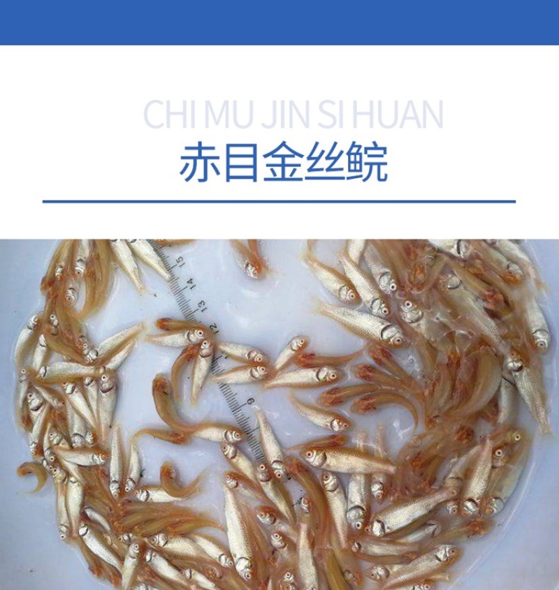 赤目金丝皖鱼苗俄罗斯金丝鲩鱼苗金草鱼苗赤目黄金皖鱼