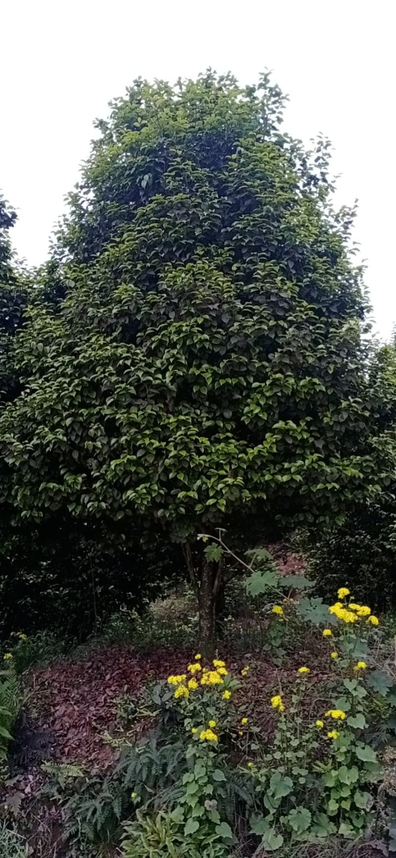 茶花，四级茶花1/3公分杆子高度100/200可视频看货