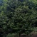 茶花，四级茶花1/3公分杆子高度100/200可视频看货