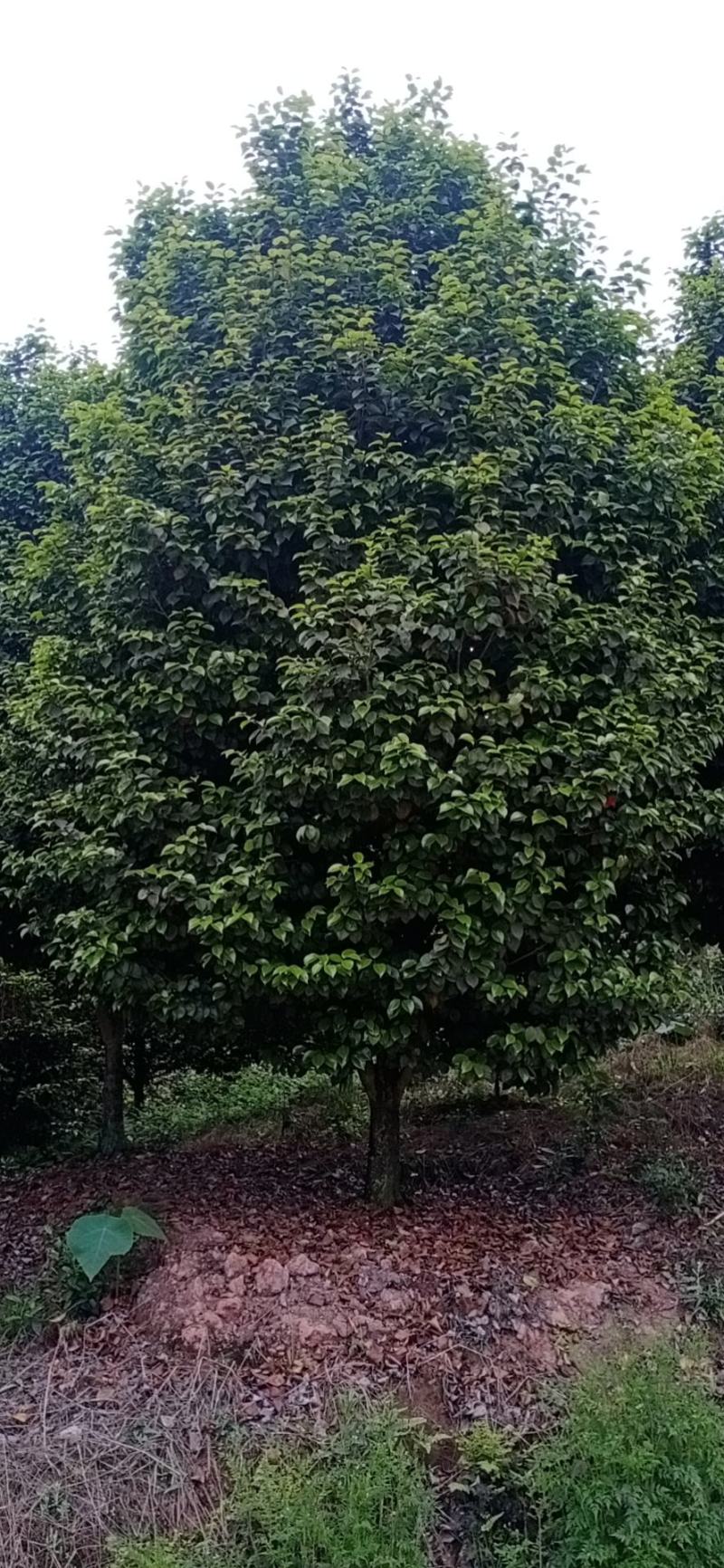 茶花，四级茶花1/3公分杆子高度100/200可视频看货