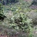 茶花，四级茶花1/3公分杆子高度100/200可视频看货