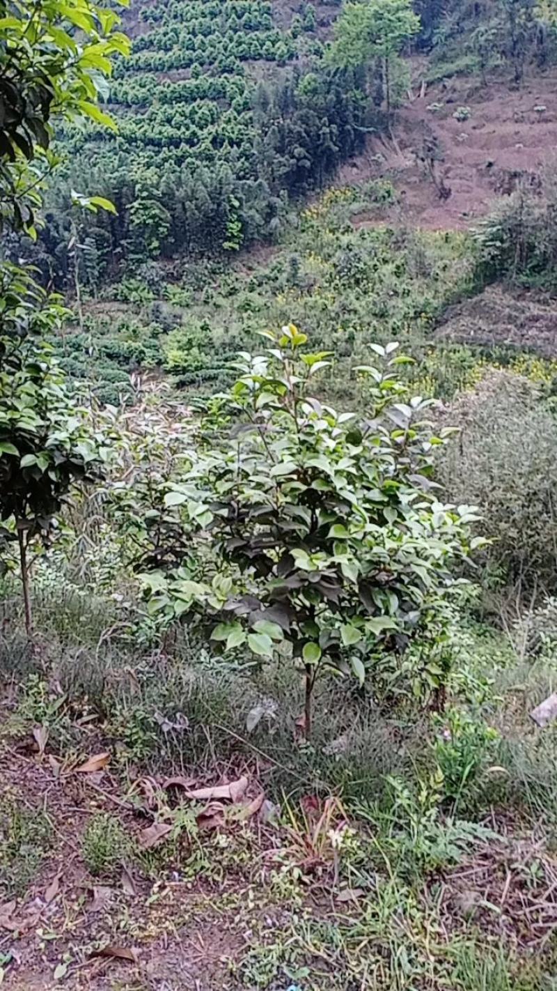 茶花，四级茶花1/3公分杆子高度100/200可视频看货