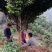 茶花，四级茶花1/3公分杆子高度100/200可视频看货