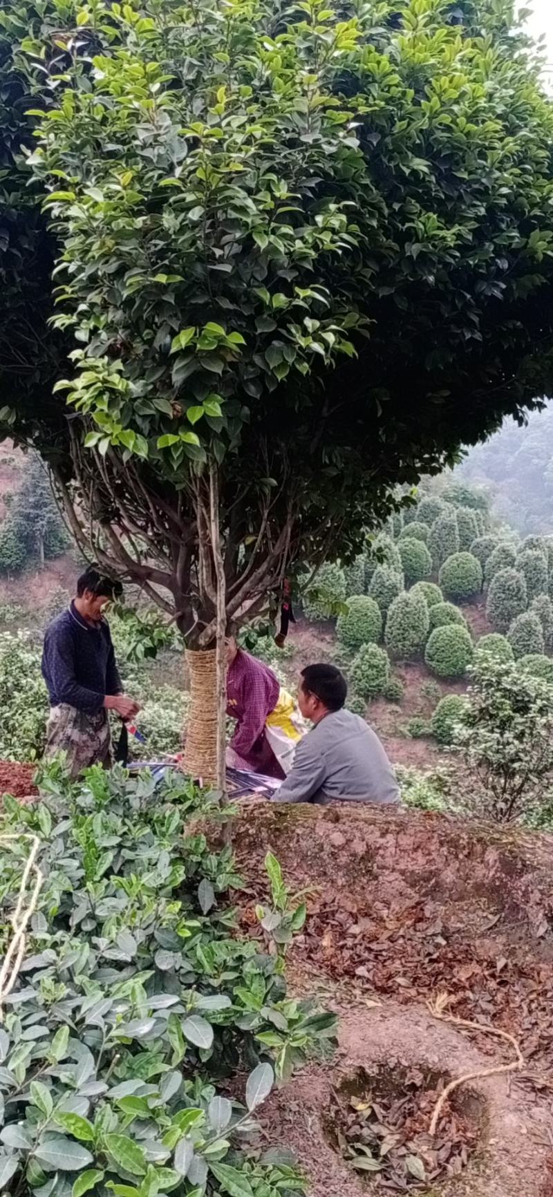 茶花，四级茶花1/3公分杆子高度100/200可视频看货