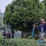 茶花，四级茶花1/3公分杆子高度100/200可视频看货