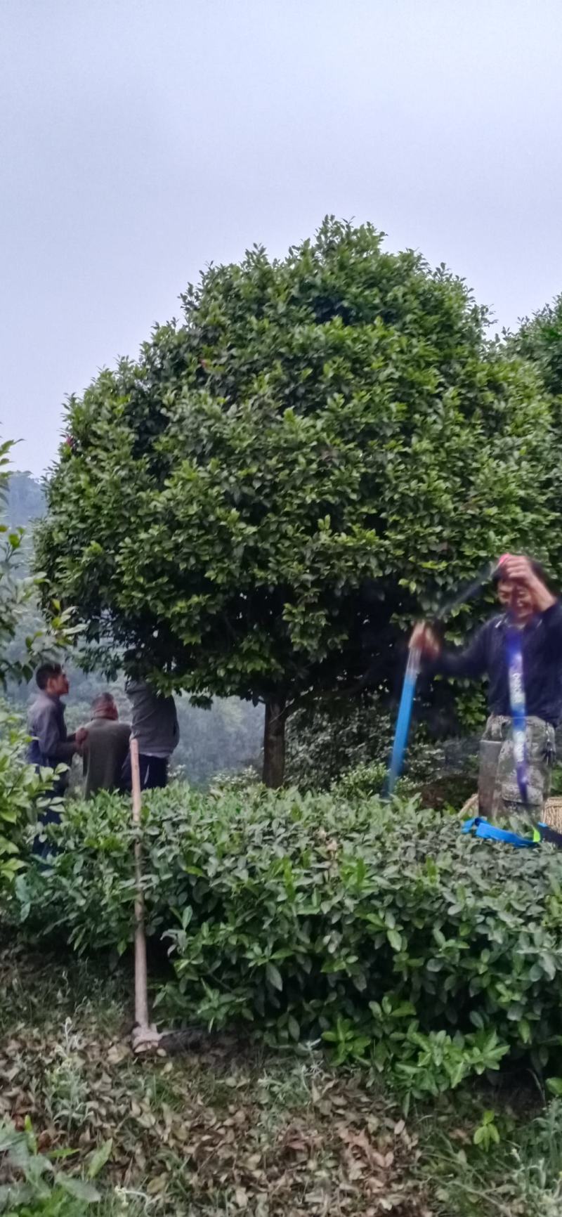 茶花，四级茶花1/3公分杆子高度100/200可视频看货