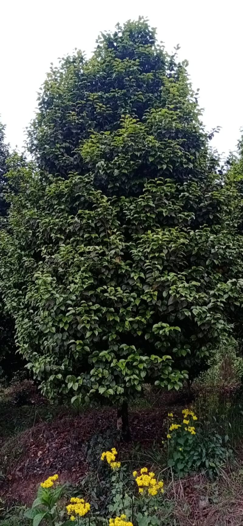 茶花，四级茶花1/3公分杆子高度100/200可视频看货