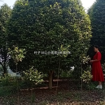 茶花，四级茶花1/3公分杆子高度100/200可视频看货