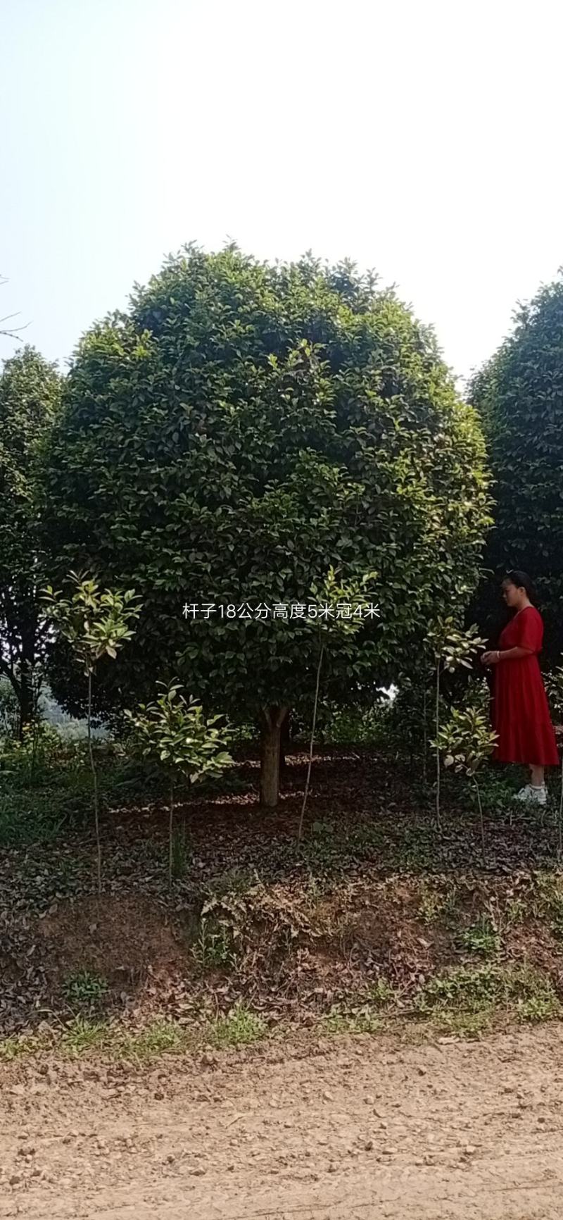 茶花，四级茶花1/3公分杆子高度100/200可视频看货