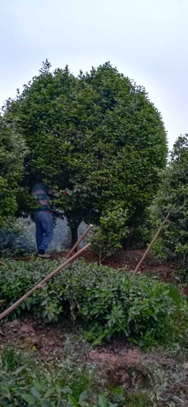 茶花，四级茶花1/3公分杆子高度100/200可视频看货