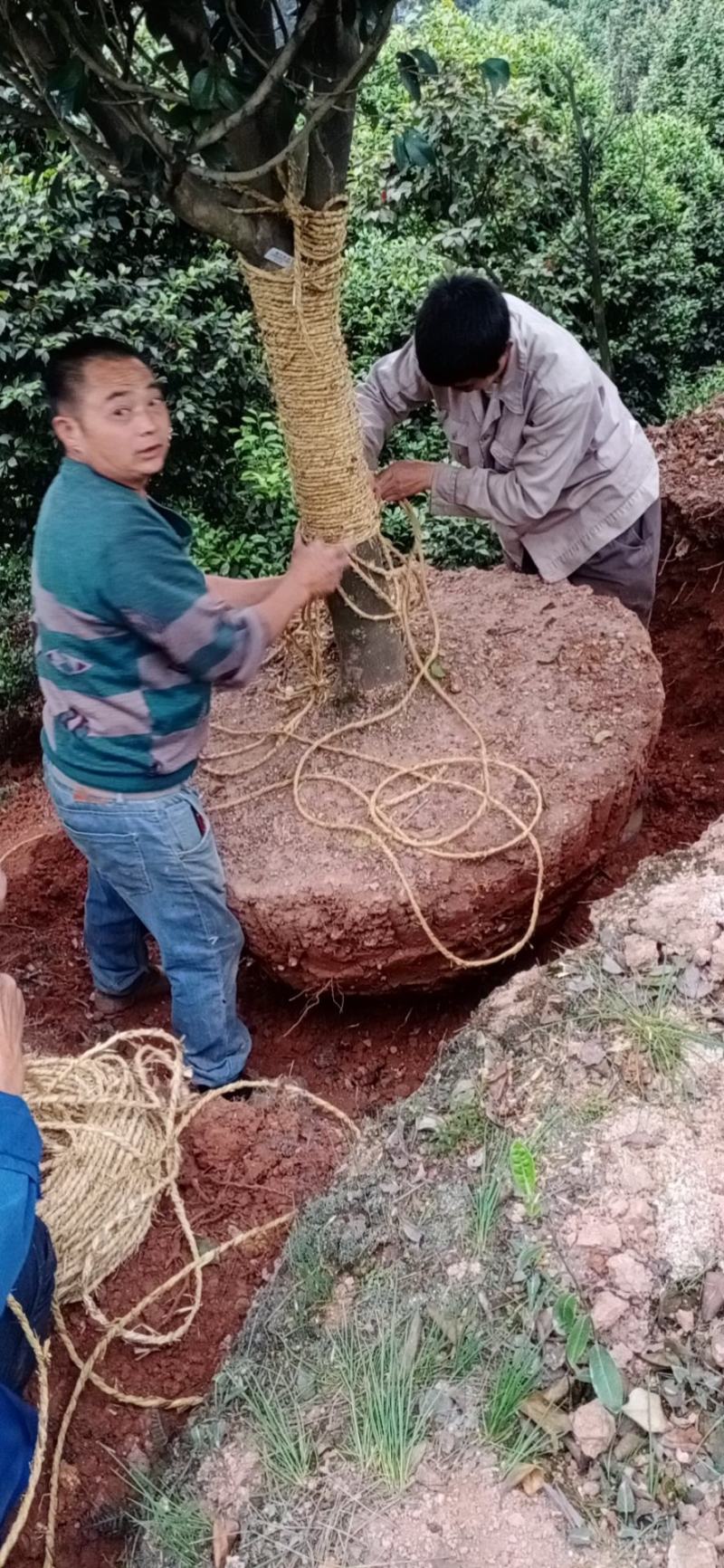 茶花，四级茶花1/3公分杆子高度100/200可视频看货
