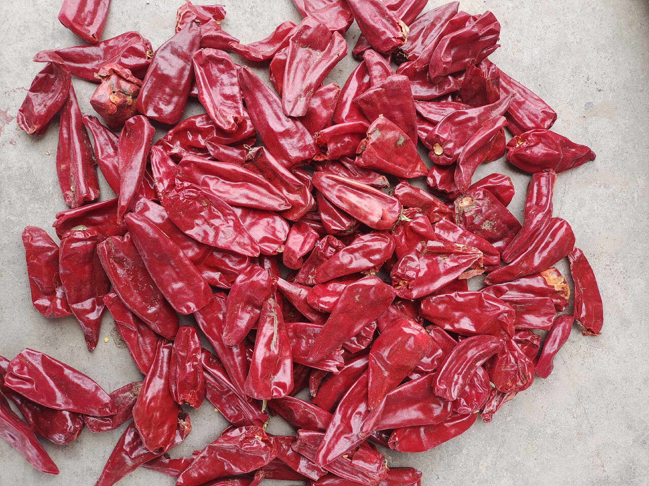 俯拍视角:不锈钢烤盘上平铺深红色干辣椒,背景可见温控烤箱显示55℃,台面散落3支温湿度计分别标注'烘前''中晾''终烘',强调干燥度对出粉率的决定性影响 干辣椒三烘两晾工艺特写