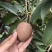 人心果苗四季人心果苗常年挂果南北方种植