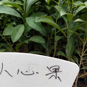 人心果苗四季人心果苗常年挂果南北方种植