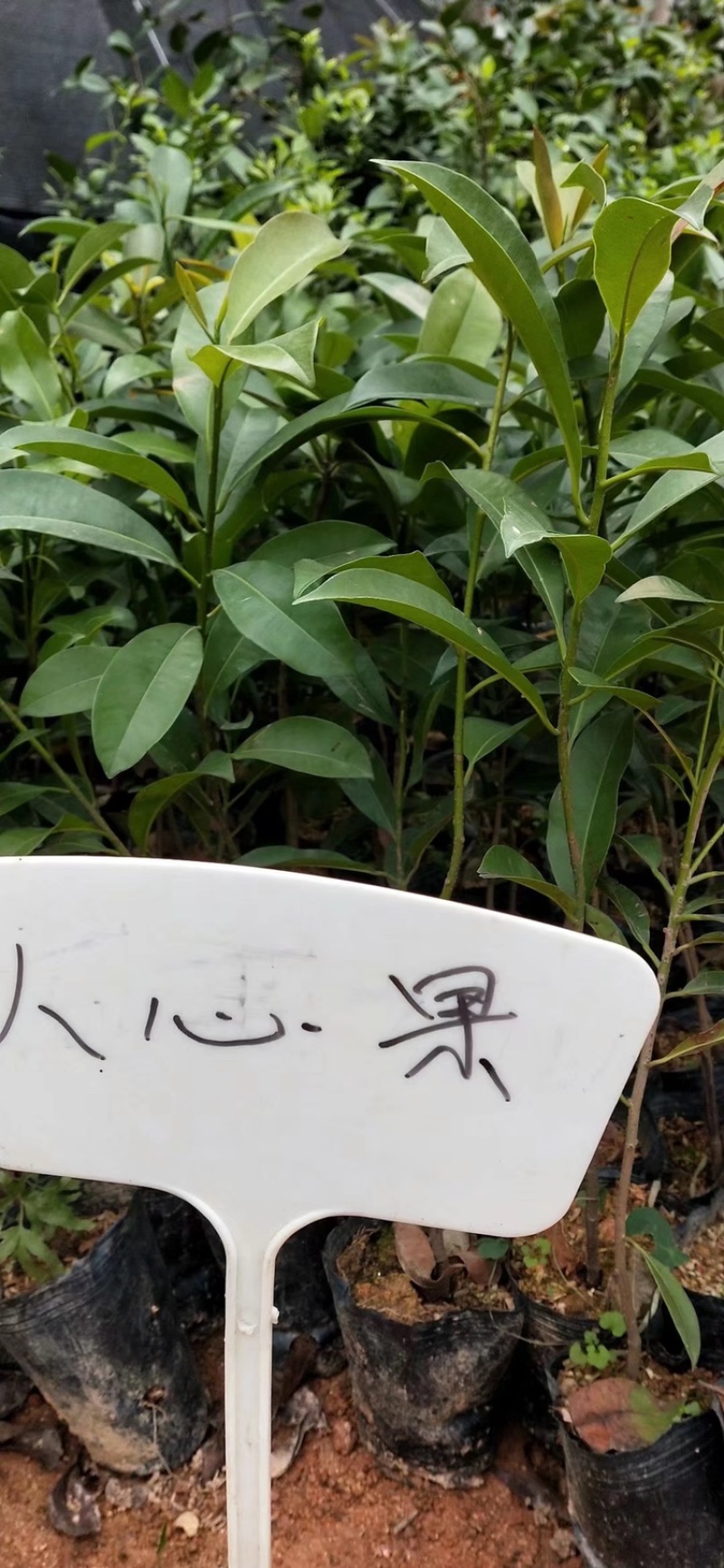 人心果苗四季人心果苗常年挂果南北方种植